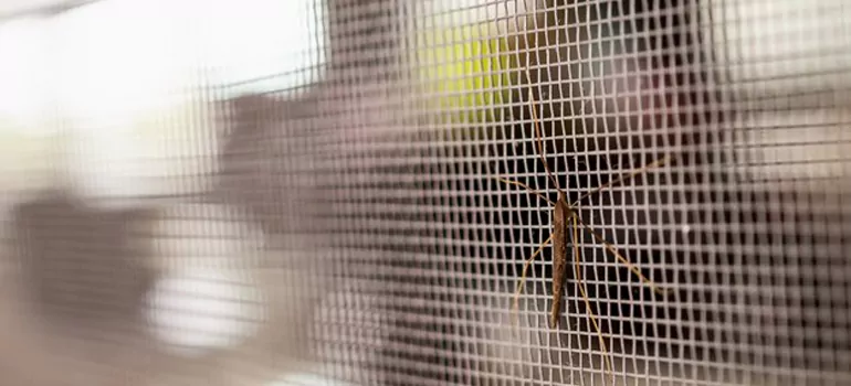 Repair Mosquito Mesh For Windows in Palm Beach Gardens, FL